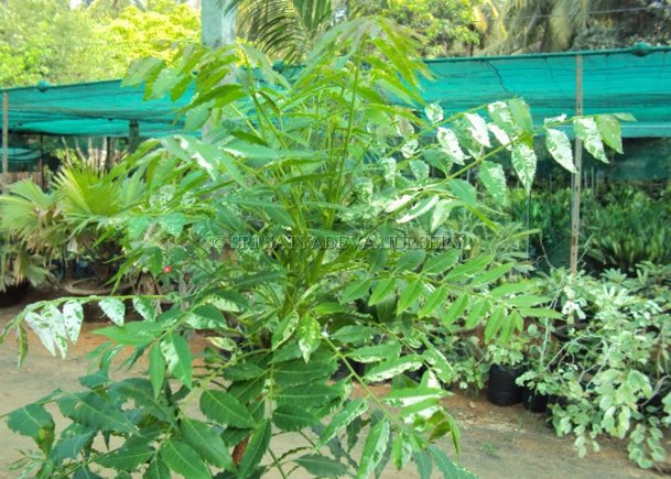 Azadirachta Indica Verigated