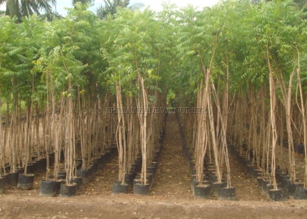 Azadirachta Indica Neem