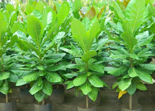 Barringtonia Acutangula