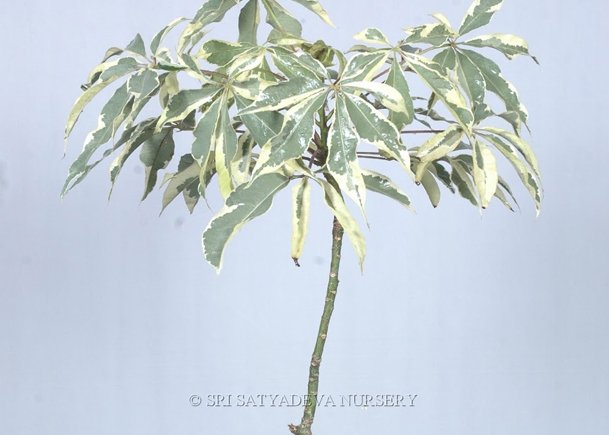 Bombax Ceiba Vaariegated