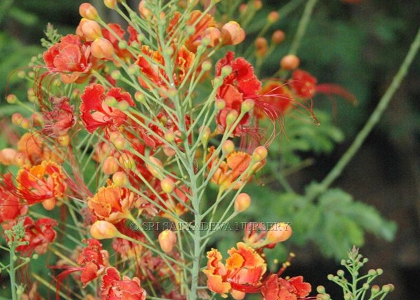 Caesalpinia Plant