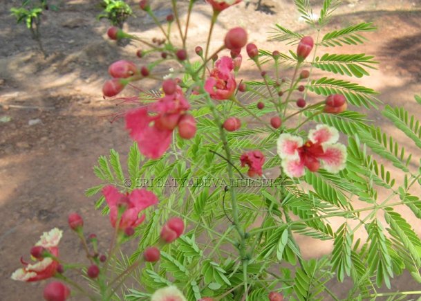 Caesalpinia Pink