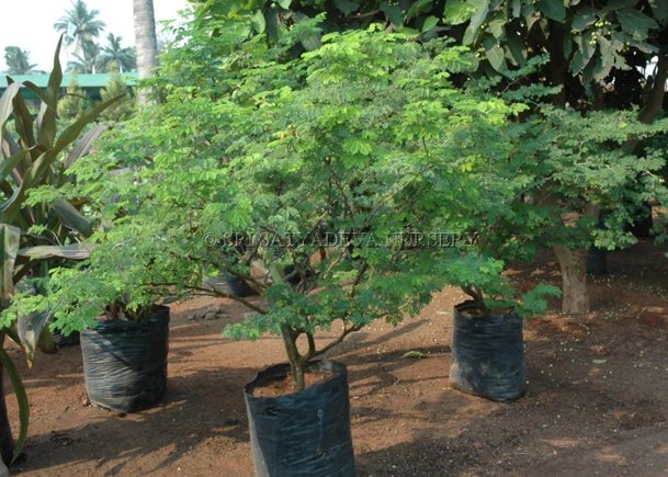 Brazylian Rain Tree Leguminosae