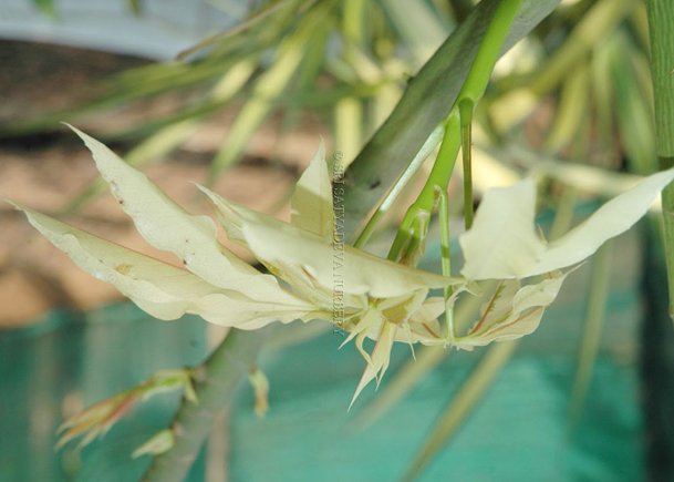 Ceiba Pentandra Variegata