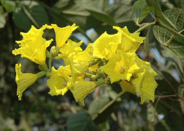 Cordia Lutea Boraginacea