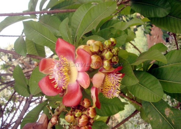 Cannonball Tree