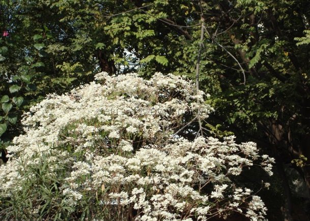 Euphorbia Poinsettia Sented 