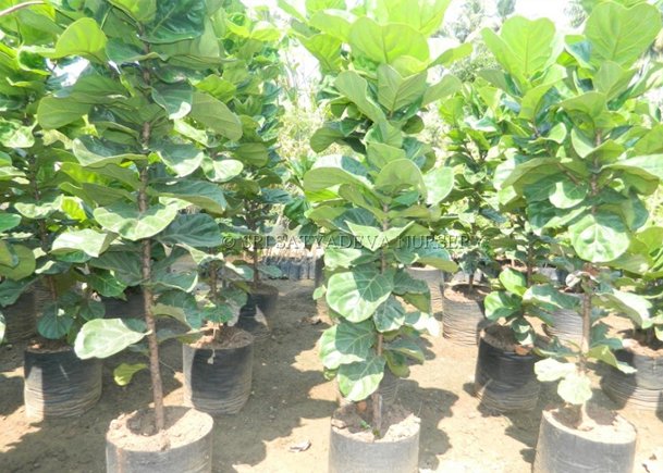 Ficus lyrata