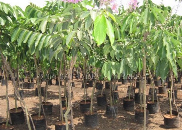 Lagerstroemia Flos Reginae Queens