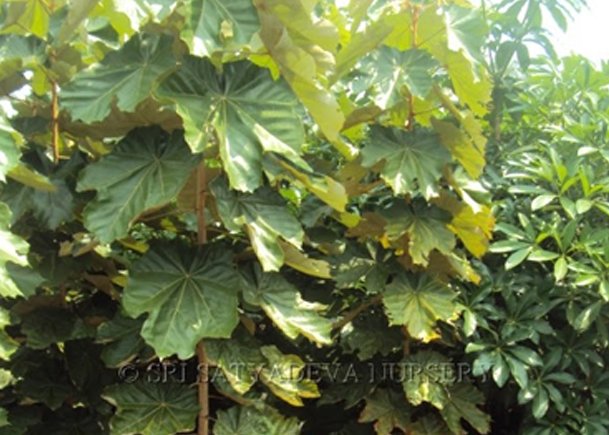 Pterospermum Acerifolium