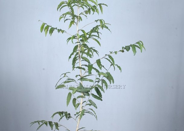 Putranjiva Roxburghii