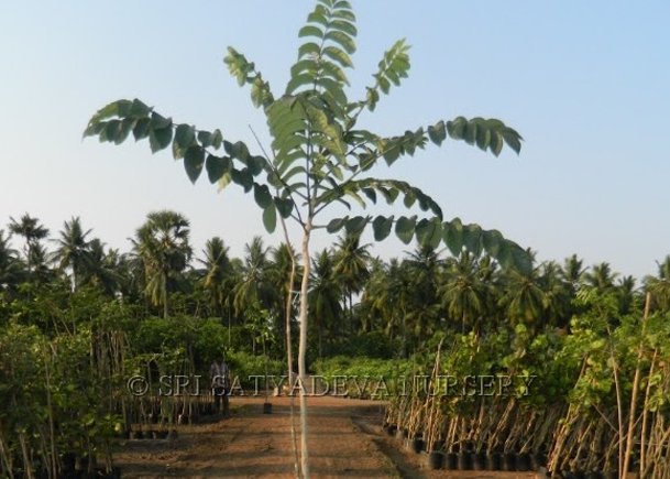 Spethodea Companulata