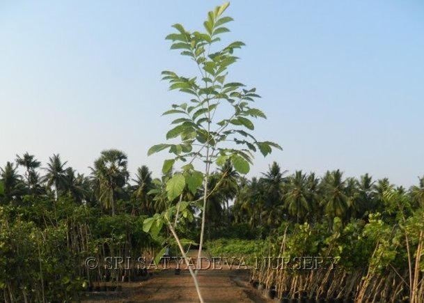 Tabebuia Dolichandan
