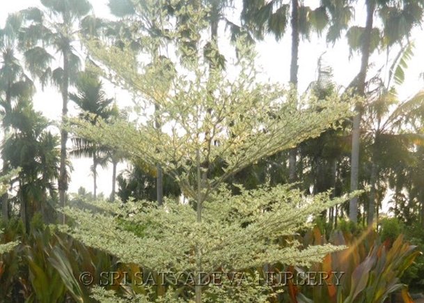 Terminalia Manataly Variegata