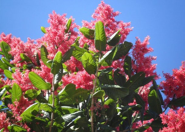 Triplaris Suramensis