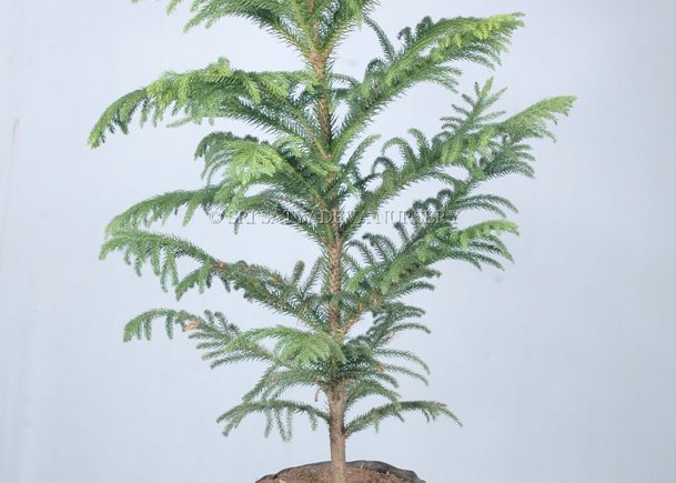 Araucaria Plant