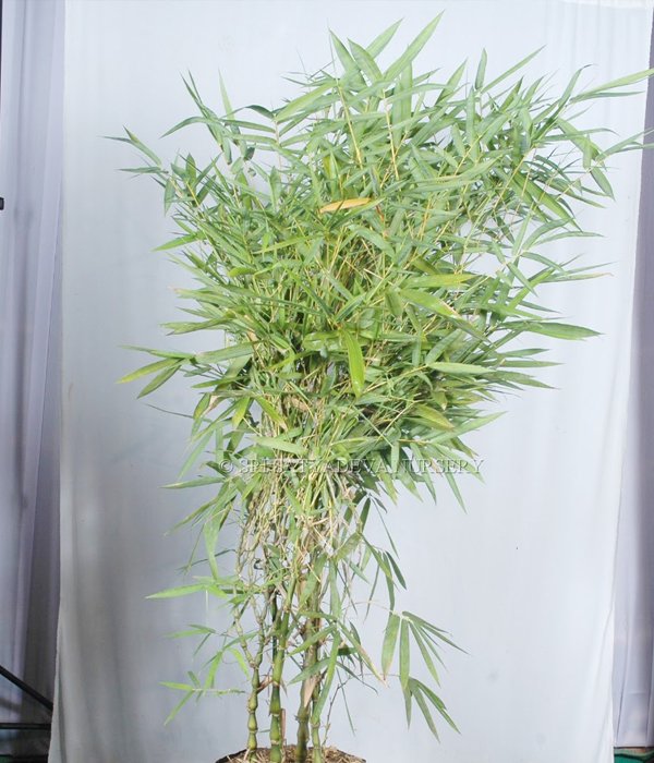 Bambusa Ventricosa