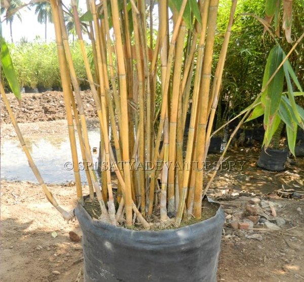 Golden Bamboo