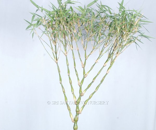 Buddha Bamboo Single Stick