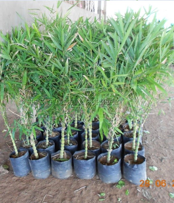 Buddha Ventricosa Dwarf Bush