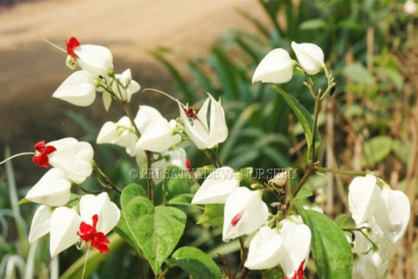 Thomsonia Bleeding Heart