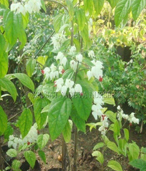 Thomsonae Bleeding Heart