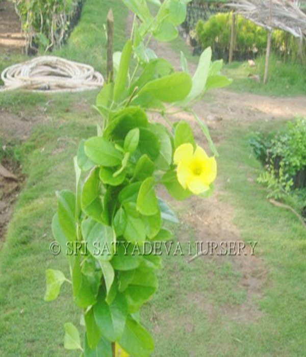 Almanda Yellow Creeper