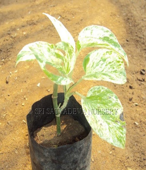 Epipremnum Aureum Marble Queen