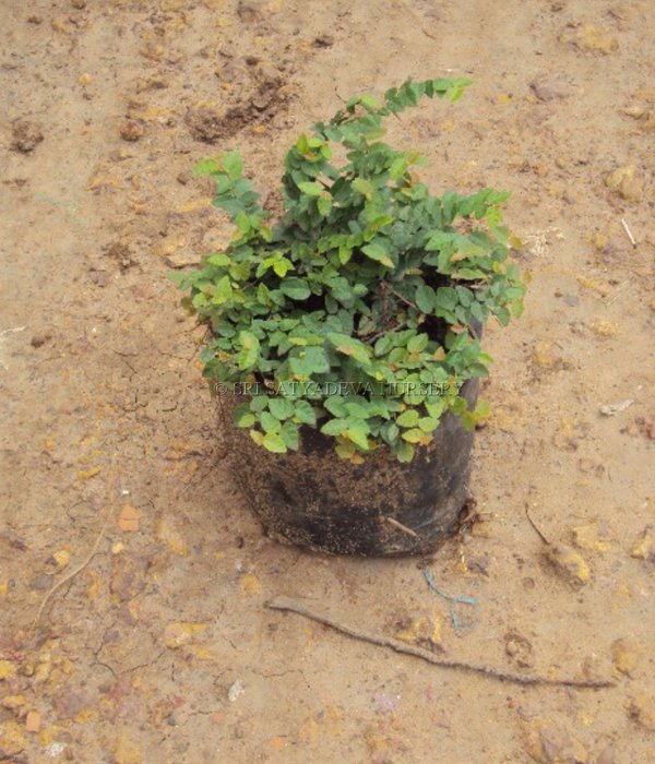 Ficus Pumila Wall Creeper