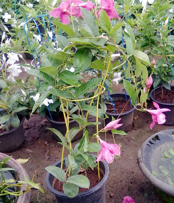 Mandavilla Pink