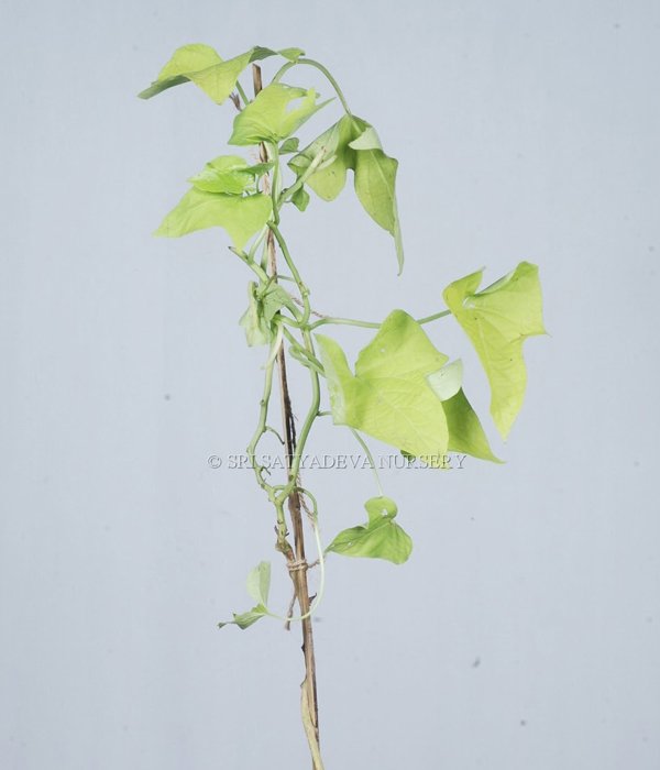 Ipomoea Batatas Chartrevse Creeper