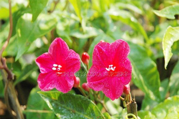 Convolvulaceae Creeper