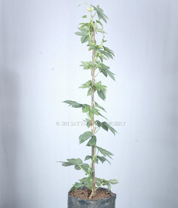 Ipomoea New Convolvulaceae