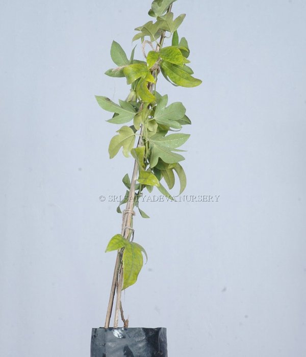 Passiflora Caerulea Blue