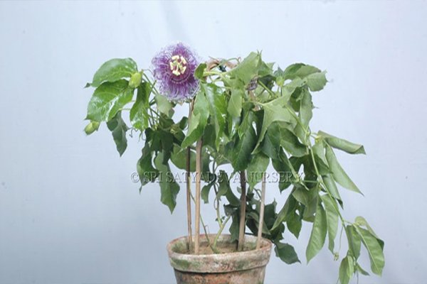 Pasiflora Blue