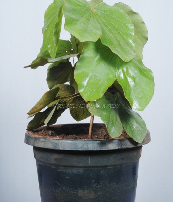 Bauhinia Vahlii Maloo Creeper