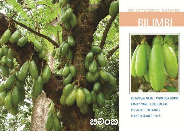 Bilimbi