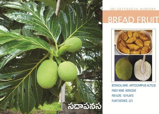 Bread Fruit