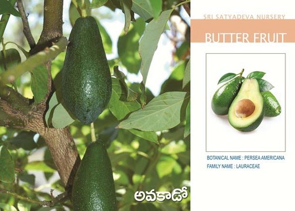 Butter Fruit