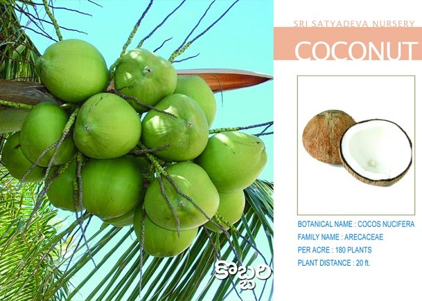 Coconut