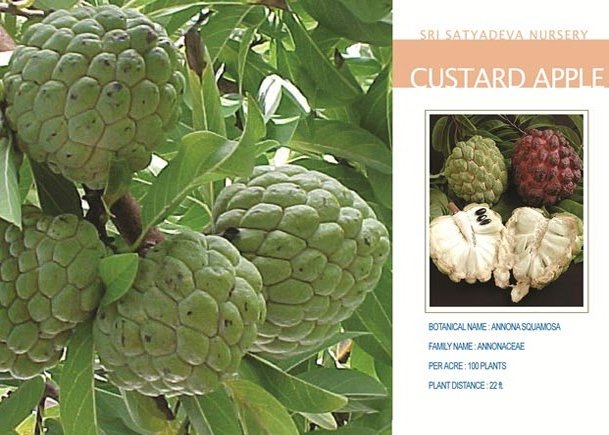 Custard Apple