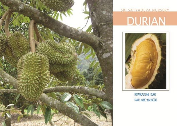 Durian