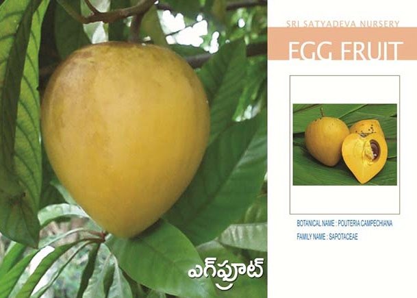 Egg Fruit
