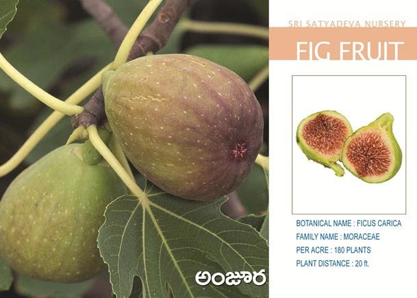 Fig Fruit