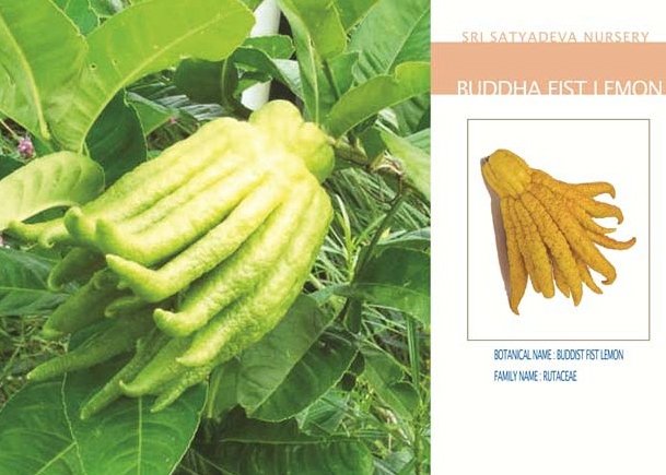 Buddga Fist Lemon
