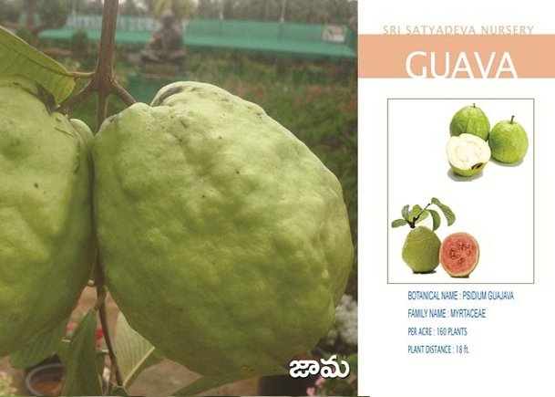 Guava