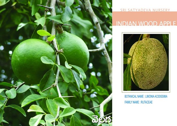 Indian Wood Apple