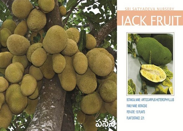 Jack Fruit