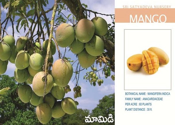 Mango