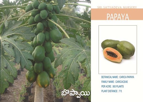 Papaya